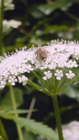 Vertikales-Video,-Nahaufnahme-Einer-Biene-Auf-Einer-Blume,-Die-Nektar-In-Der-Britischen-Landschaft-Sammelt-3